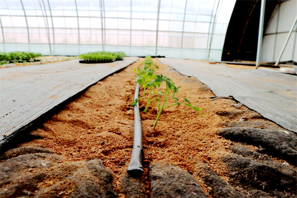 Space-bred seedlings rooted in Juungar Banner for the first time