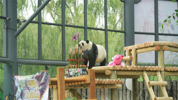 Ordos holds birthday party for twin panda sisters