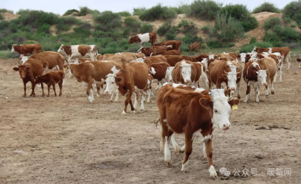 Ordos' beef cattle breeding base starts operations