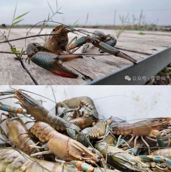 Australian freshwater crayfish 'swims' into Ordos saline-alkali lands