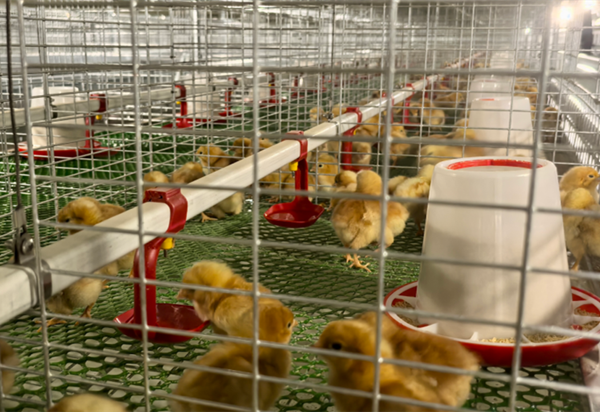 1750231550736016912.png 蛋鸡2.png