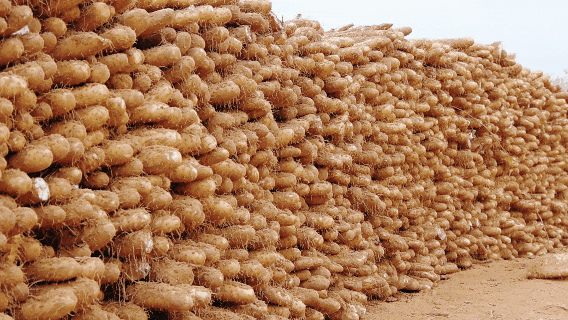 1763024021234026666.jpg 丰收2.jpg