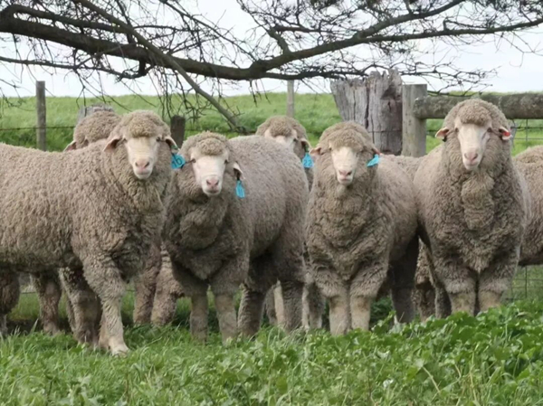 Over 200 Merino sheep embryos transplanted in Uxin Banner