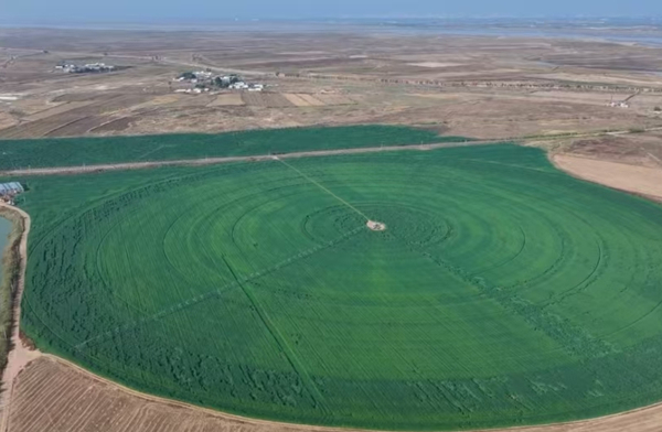 Oat grass cultivation boosts income for Hanggin Banner's herdsmen
