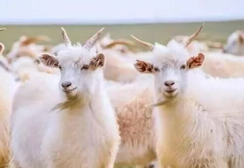 Ordos' specialty products achieve national GI certification 