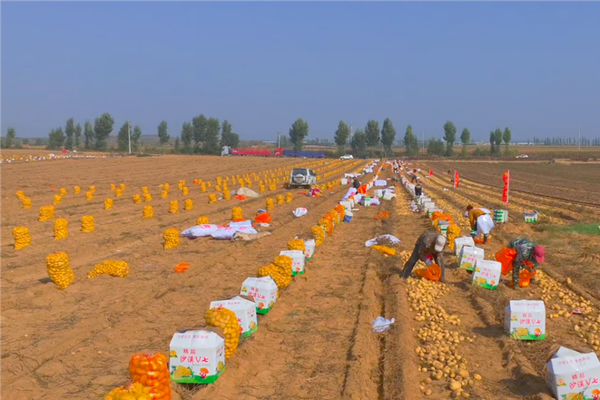 Ordos ablaze with autumn harvest